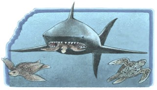 tortugas2.jpg